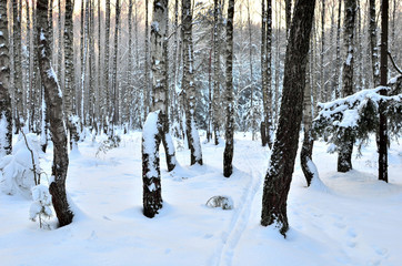 Fototapeta premium Many fir trees standing under the snow on the frosty winter.