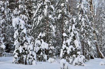 Many fir trees standing under the snow on the frosty winter.