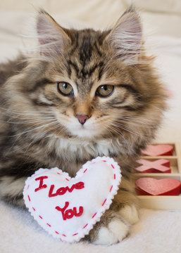 Cute valentine kitten with the saying I Love You on a white heart. Purebred Siberian Forest Cat