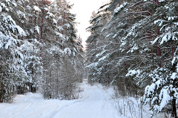 Winter forest. Forest in the snow. High firs covered by white snow after snowfall. Other trees are bended to the ground. Wide footpath goes into forest. 