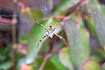 Araña en su telaraña 