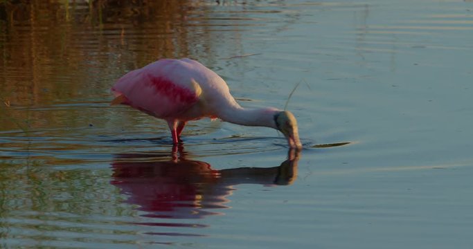 Roseate Spoonbill close-up as it feeds in Florida wetlands by dipping its bill below the water surface and sweeping it back and forth