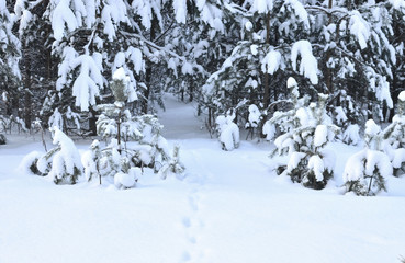 Many fir trees standing under the snow on the frosty winter.