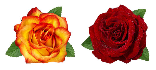 Fresh beautiful rose with dewdrops isolated on white background with clipping path