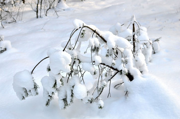 Many fir trees standing under the snow on the frosty winter.