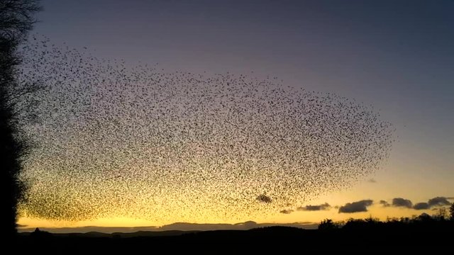 Massive starling murmuration at Tarn Sike Cumbria Uk against a beautiful evening sky. Slow motion edit.