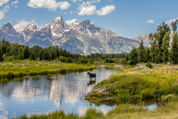 Fototapeta na wymiar Landscape Fit for a Moose