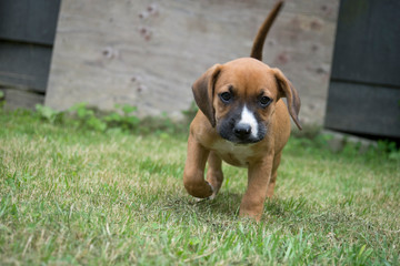 A single Boxer Pup plays in green grass by himself.