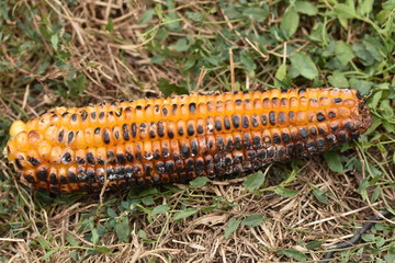 Fototapeta premium Corn grilled on charcoal