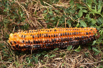 Corn grilled on charcoal