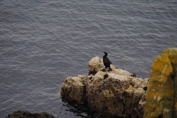 Cormorant