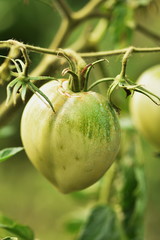 Green Tomatoes in garden
