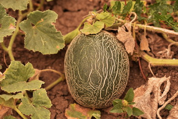 Pumpkin in the garden