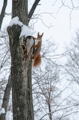 Wild red fluffy squirrel in the village of natural habitat eating nuts and stored for the winter
