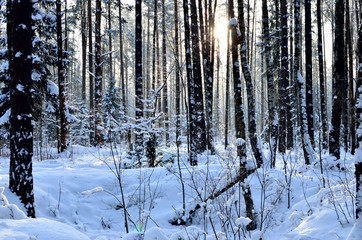 Fototapeta premium Many fir trees standing under the snow on the frosty winter.