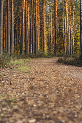Fototapeta premium View of the Forest Road, heading deeper in the Woods on the Sunny Summer Day, Partly Blurred Image with Free Space for Text