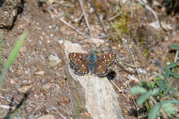 Obraz premium Hesperiidae / Kızıl Zıpzıp / / Spialia orbifer