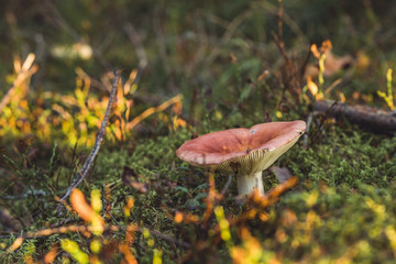Closeup of Forest Vegetation with Grass, Mushroom and Foliage - Sunny Autumn Day