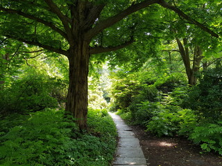 Obraz premium secret path in the forest