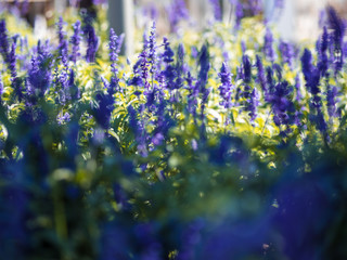 Blue wildflowers on the flower bed, low depth of focus. 