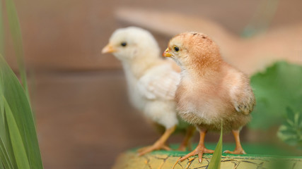 Beautiful and adorable chickens on floor for concept design and decoration
