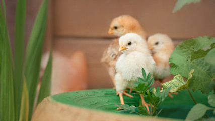 Beautiful and adorable chickens on floor for concept design and decoration
