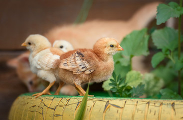 Beautiful and adorable chickens on floor for concept design and decoration