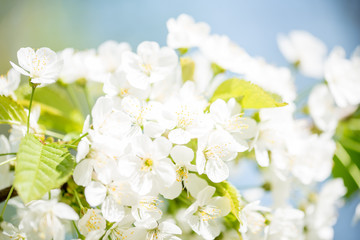 spring is coming soon cherry flowers against blue sky