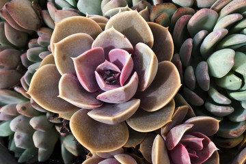 photo of agave. colourfull succulent.