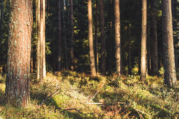 Closeup of Forest Vegetation with Grass and Foliage - Sunny Summer Day