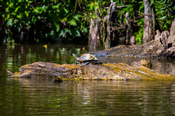 Painted Turtle on Log