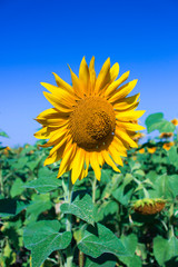 Field of yellow sunflowers