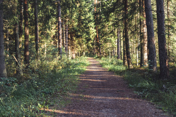 Fototapeta na wymiar View of the Forest Road, heading deeper in the Woods on the Sunny Summer Day, Partly Blurred Image with Free Space for Text