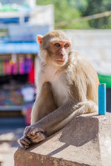 Macaque at the stairway to Mt Popa temple, Myanmar