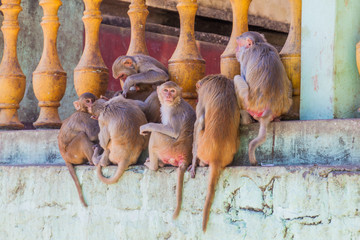 Macaques at the stairway to Mt Popa temple, Myanmar