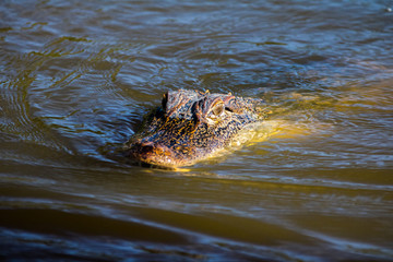 Louisiana Alligator