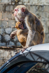 Macaques on a car near Mt Popa temple, Myanmar