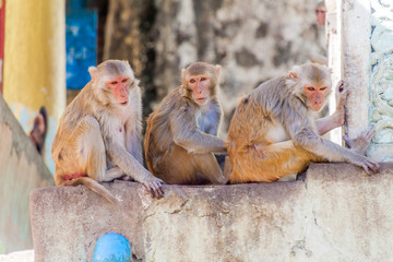 Obraz premium Macaques near Mt Popa temple, Myanmar