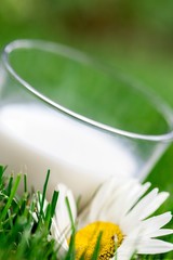 Glass of Milk with Daisy on Grass
