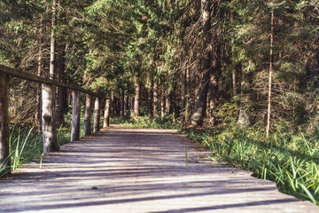 Fototapeta premium View of the Forest Road, heading deeper in the Woods on the Sunny Summer Day, Partly Blurred Image with Free Space for Text