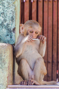 Macaque at the stairway to Mt Popa temple, Myanmar
