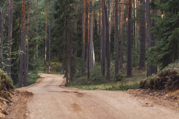View of the Forest Road (Tourist Hiking Path), heading deeper in the Woods on the Sunny Summer Day, Partly Blurred Image with Free Space for Text