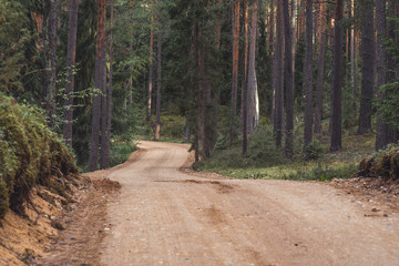 View of the Forest Road (Tourist Hiking Path), heading deeper in the Woods on the Sunny Summer Day, Partly Blurred Image with Free Space for Text