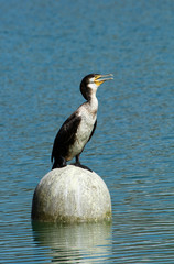grand cormoran