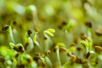 microgreen field