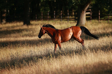 Horse in portraits in the morning light on the move, in the pasture..