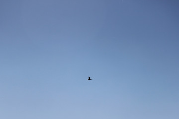 bird flying in the blue sky
