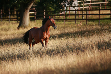 Horse in portraits in the morning light on the move, in the pasture..