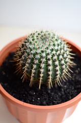 cactus in pot