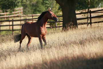 Horse gallops in portraits in the morning light and rages, in the pasture..